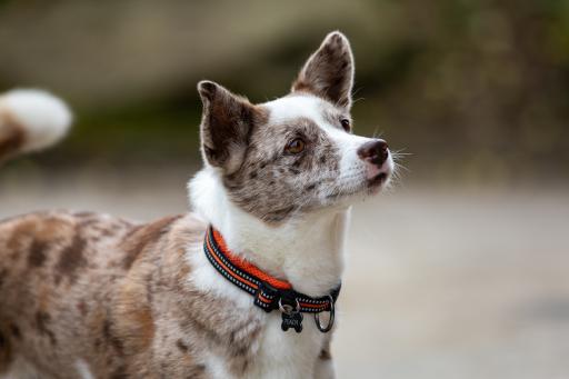 tiere-03.jpg
